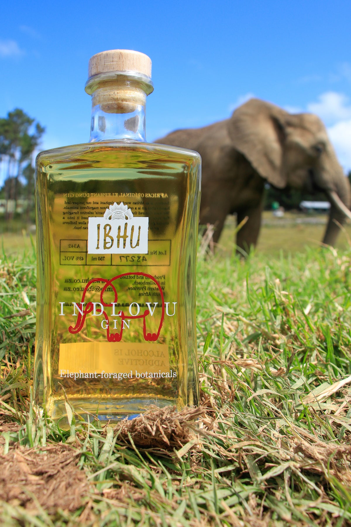 Ibhu Indlovu Citrus Gin 500ml 43%